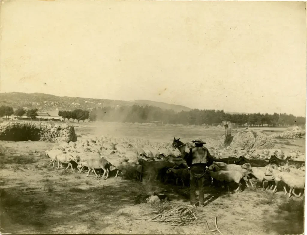 t.-Pastores y rebaños en los terrenos del circo romano