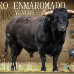 Toro Enmaromado de San Blas Yuncos