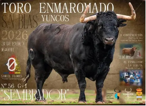 Toro Enmaromado de San Blas Yuncos